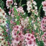 Verbascum Southern Charm