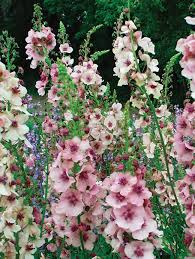 Verbascum Southern Charm