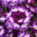 Verbena Beats Blue White
