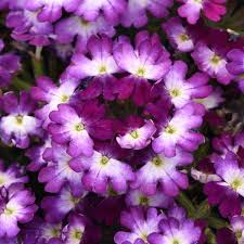 Verbena Beats Blue White