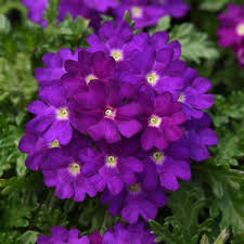 Verbena Beats Blue