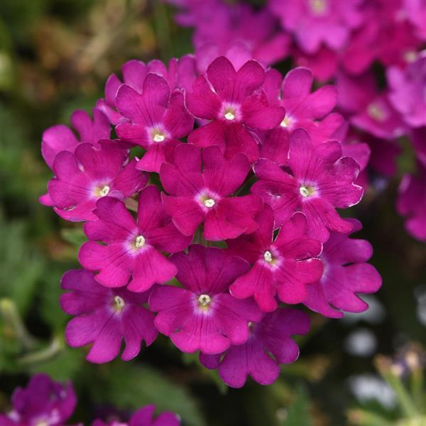 Verbena Beats Bright Purple