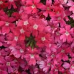 Verbena Beats Pink Shades