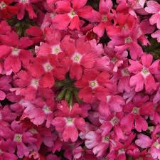 Verbena Beats Pink Shades