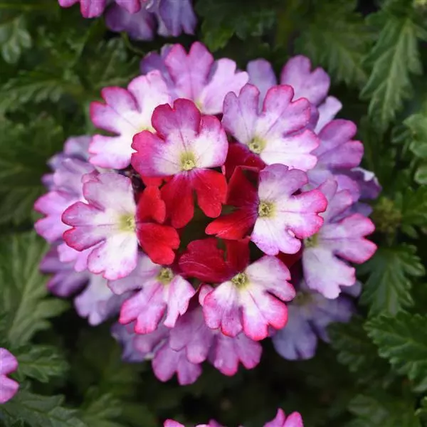 Verbena Beats Purple White