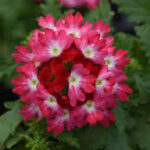 Verbena Beats Red White
