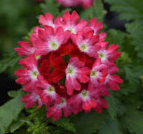 Verbena Beats Red White
