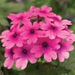Verbena Lanai Bright Eye