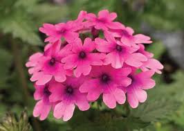 Verbena Lanai Bright Eye