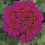 Verbena Lanai Magenta