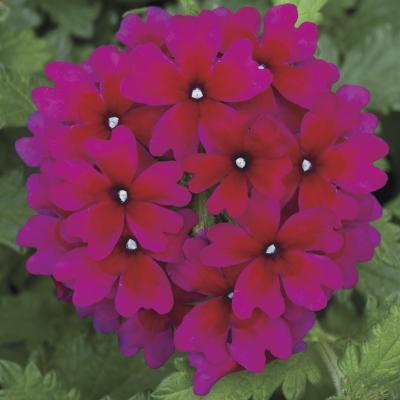 Verbena Lanai Magenta