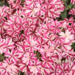 Verbena Superbena Cherry Burst
