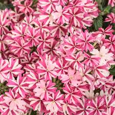Verbena Superbena Cherryburst