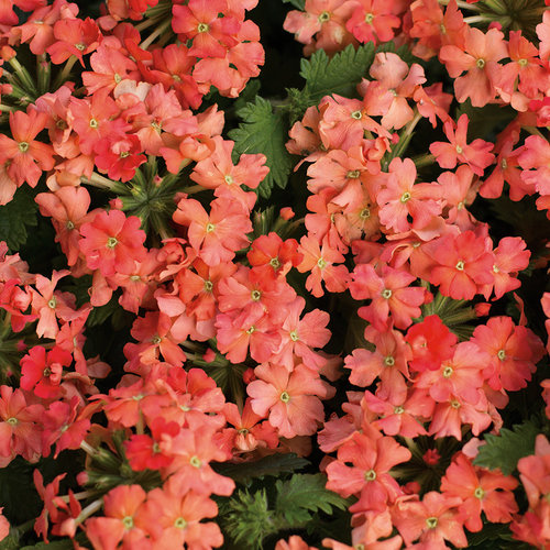 Verbena Superbena Peachy Keen