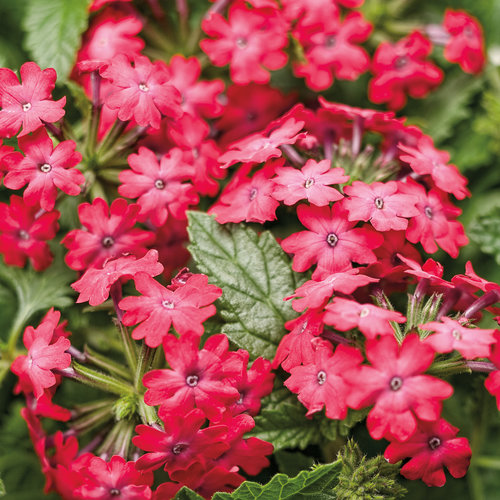 Verbena Superbena Royal Iced Cherry