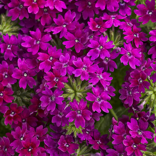 Verbena Superbena Royal Plum Vine