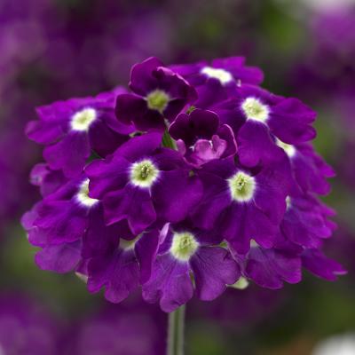 Verbena Upright Purple wEye