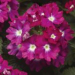 Verbena Upright Rose w/Eye