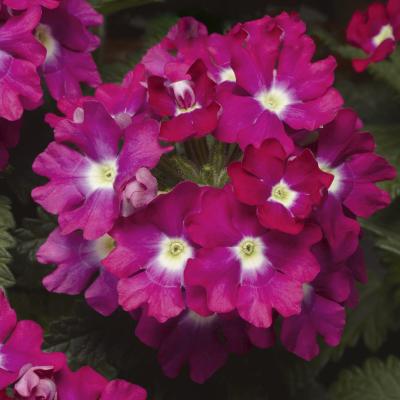 Verbena Upright Rose wEye