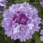 Verbena Upright Twister Watercolor