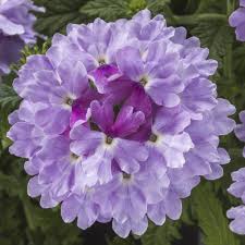 Verbena Upright Twister Watercolor