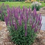 Veronica Moody Blues Mauve