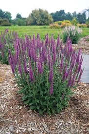 Veronica Moody Blues Mauve