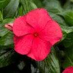 Vinca Cora Cascade Cherry