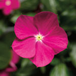 Vinca Cora Cascade Violet