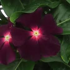 Vinca Nirvana Blackberry