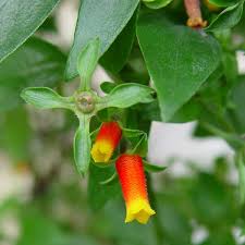 Vine, Manettia Lut