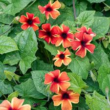 Vine, Thunbergia Sunny Susy Amber Stripes