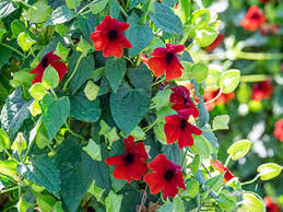 Vine, Thunbergia Sunny Susy Brownie
