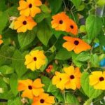 Vine, Thunbergia Sunny Susy New Orange