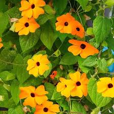 Vine, Thunbergia Sunny Susy New Orange