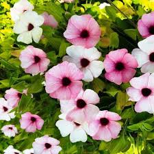 Vine, Thunbergia Sunny Susy Pink Beauty