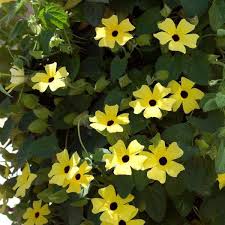 Vine, Thunbergia Sunny Susy Yellow Dark Eye