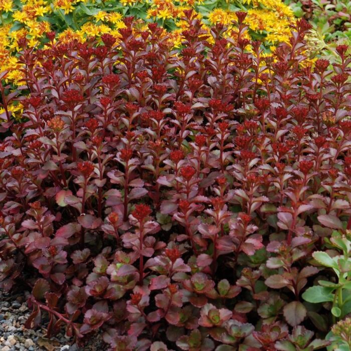 Sedum spurium Voodoo
