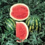Watermelon Crimson Sweet (Peat Pot)