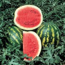 Watermelon Crimson Sweet