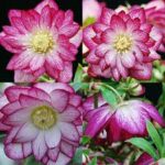 Helleborus Winter Jewels Peppermint Ice