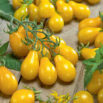 Tomato Small Fruit Yellow Pear (Single)
