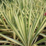 Yucca filamentosa Color Guard