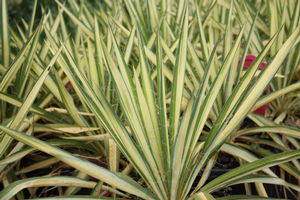 Yucca filamentosa Color Guard