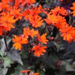 Lychnis arkwrightii Orange Gnome