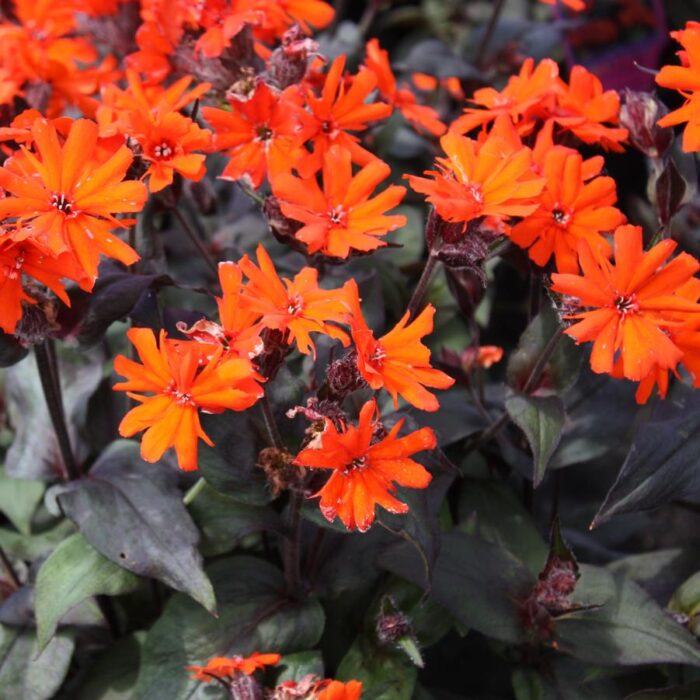 Lychnis arkwrightii Orange Gnome