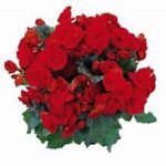 Begonia Barkos