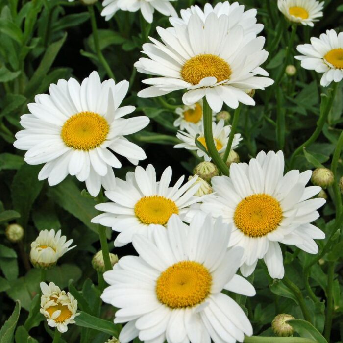 Leucanthemum superbum Becky