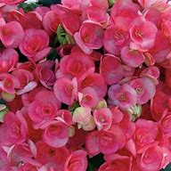 begonia netja dark