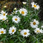 Leucanthemum Betsy
